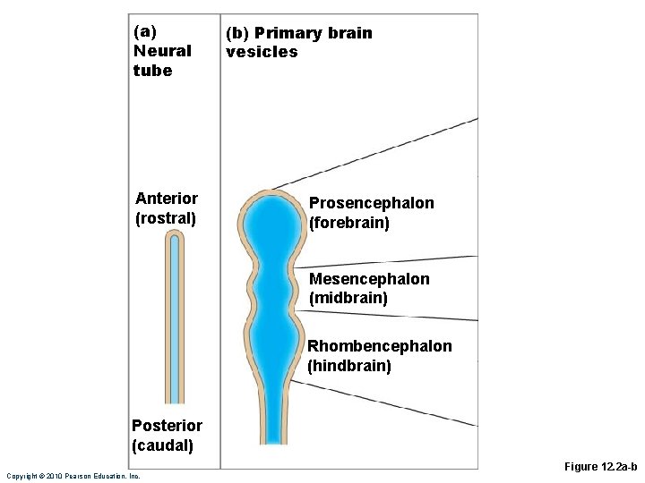 (a) Neural tube Anterior (rostral) (b) Primary brain vesicles Prosencephalon (forebrain) Mesencephalon (midbrain) Rhombencephalon