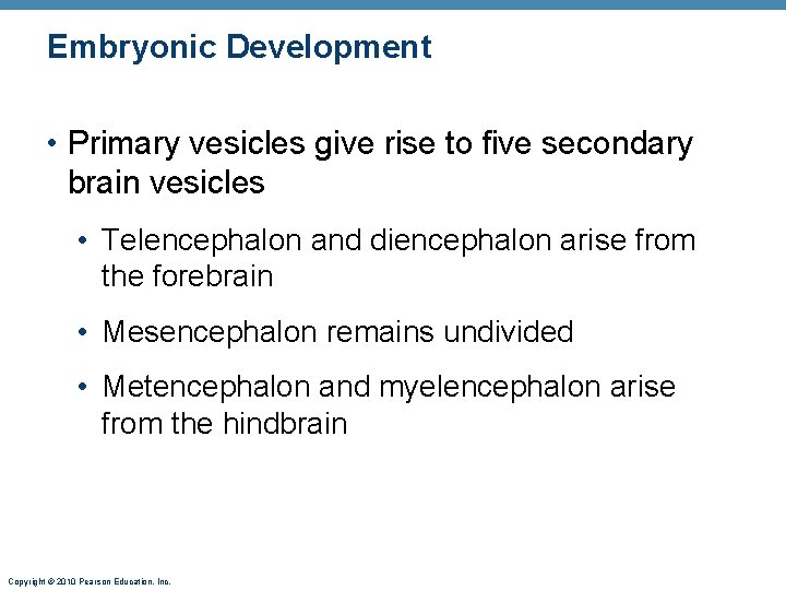 Embryonic Development • Primary vesicles give rise to five secondary brain vesicles • Telencephalon