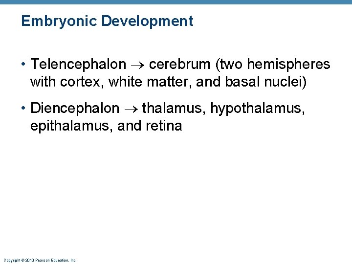 Embryonic Development • Telencephalon cerebrum (two hemispheres with cortex, white matter, and basal nuclei)