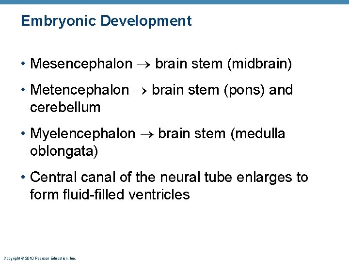 Embryonic Development • Mesencephalon brain stem (midbrain) • Metencephalon brain stem (pons) and cerebellum