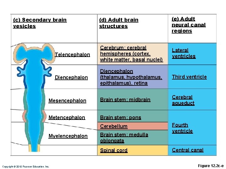 (d) Adult brain structures (e) Adult neural canal regions Telencephalon Cerebrum: cerebral hemispheres (cortex,