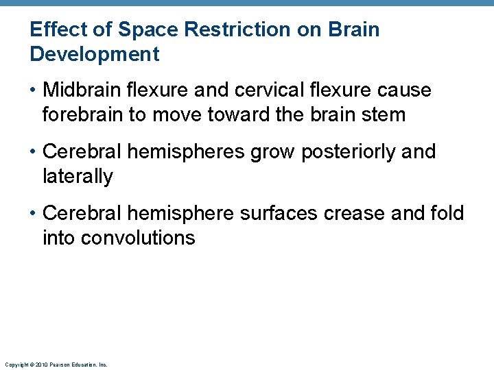 Effect of Space Restriction on Brain Development • Midbrain flexure and cervical flexure cause