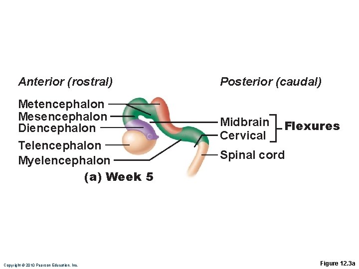 Anterior (rostral) Metencephalon Mesencephalon Diencephalon Telencephalon Myelencephalon (a) Week 5 Copyright © 2010 Pearson