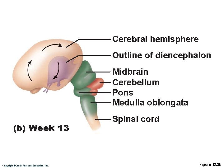 Cerebral hemisphere Outline of diencephalon Midbrain Cerebellum Pons Medulla oblongata (b) Week 13 Copyright