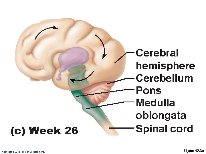 (c) Week 26 Copyright © 2010 Pearson Education, Inc. Cerebral hemisphere Cerebellum Pons Medulla