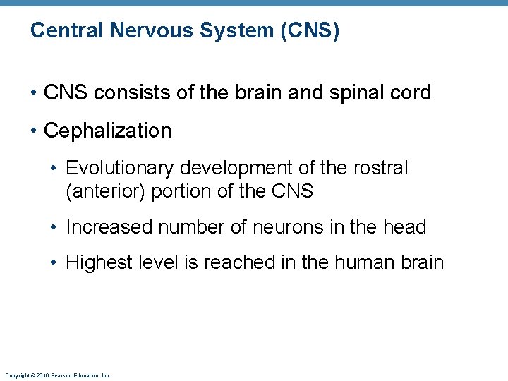 Central Nervous System (CNS) • CNS consists of the brain and spinal cord •