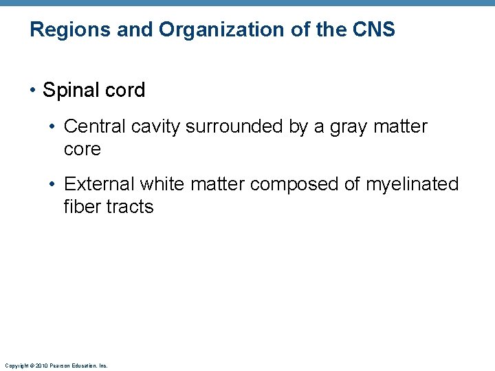 Regions and Organization of the CNS • Spinal cord • Central cavity surrounded by