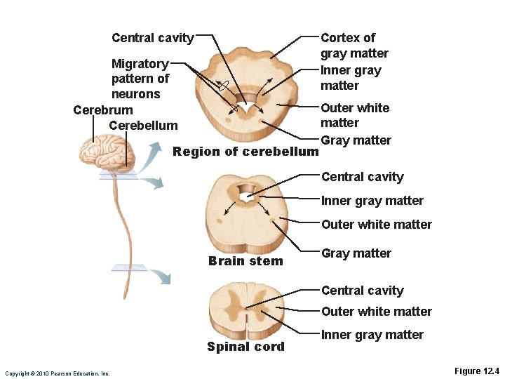 Cortex of gray matter Inner gray matter Central cavity Migratory pattern of neurons Cerebrum