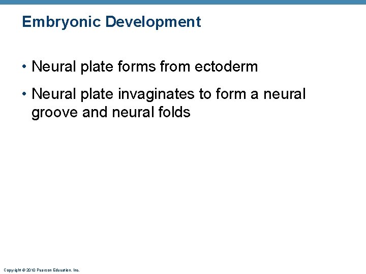 Embryonic Development • Neural plate forms from ectoderm • Neural plate invaginates to form