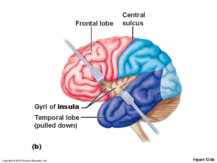 Frontal lobe Central sulcus Gyri of insula Temporal lobe (pulled down) (b) Copyright ©