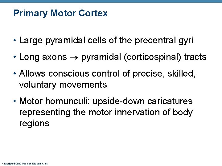 Primary Motor Cortex • Large pyramidal cells of the precentral gyri • Long axons