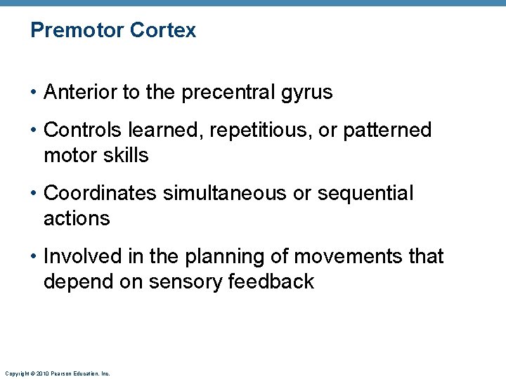Premotor Cortex • Anterior to the precentral gyrus • Controls learned, repetitious, or patterned