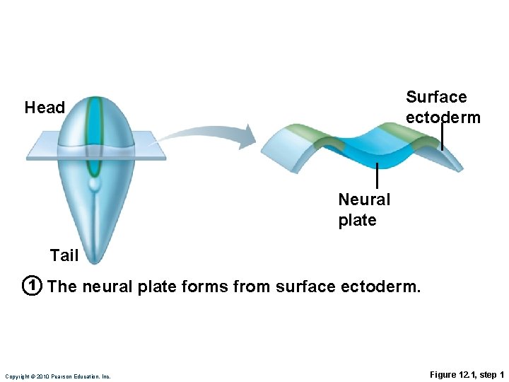 Surface ectoderm Head Neural plate Tail 1 The neural plate forms from surface ectoderm.