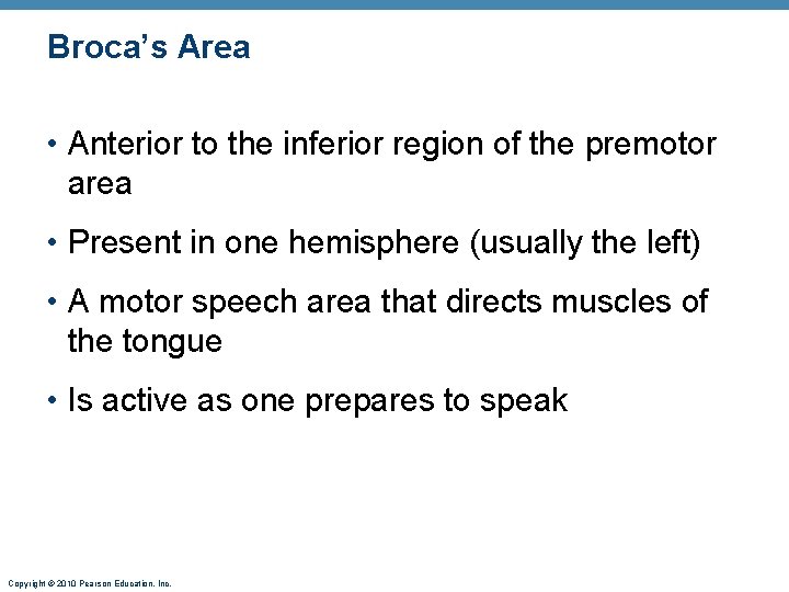 Broca’s Area • Anterior to the inferior region of the premotor area • Present