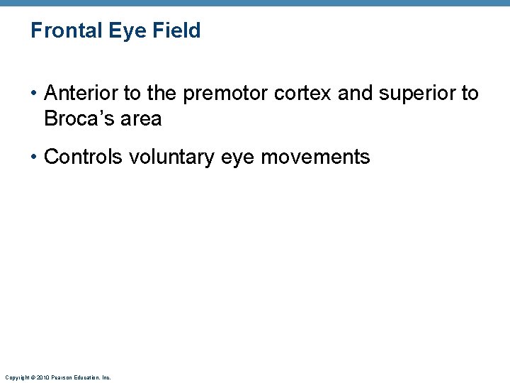 Frontal Eye Field • Anterior to the premotor cortex and superior to Broca’s area