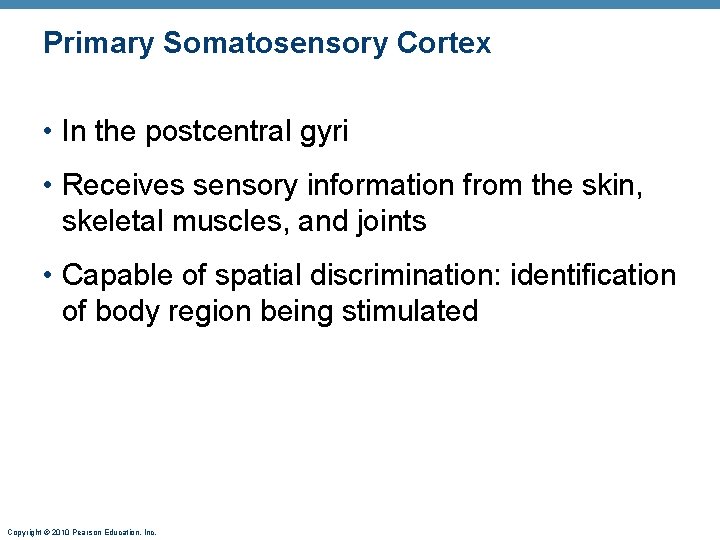 Primary Somatosensory Cortex • In the postcentral gyri • Receives sensory information from the