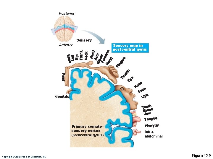 Posterior Sensory Anterior Sensory map in postcentral gyrus Genitals Primary somatosensory cortex (postcentral gyrus)