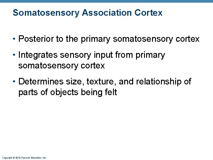 Somatosensory Association Cortex • Posterior to the primary somatosensory cortex • Integrates sensory input