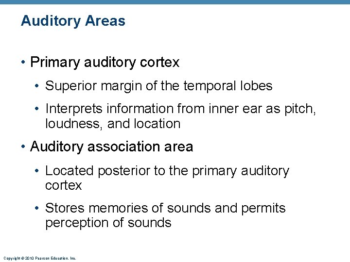 Auditory Areas • Primary auditory cortex • Superior margin of the temporal lobes •