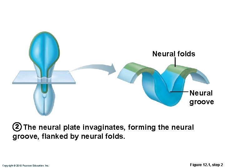 Neural folds Neural groove 2 The neural plate invaginates, forming the neural groove, flanked