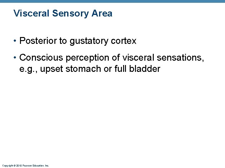 Visceral Sensory Area • Posterior to gustatory cortex • Conscious perception of visceral sensations,