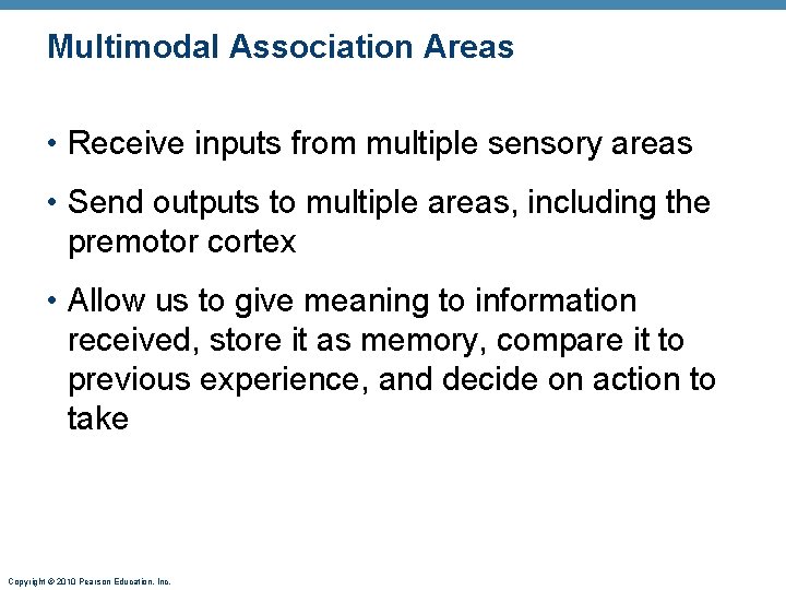 Multimodal Association Areas • Receive inputs from multiple sensory areas • Send outputs to