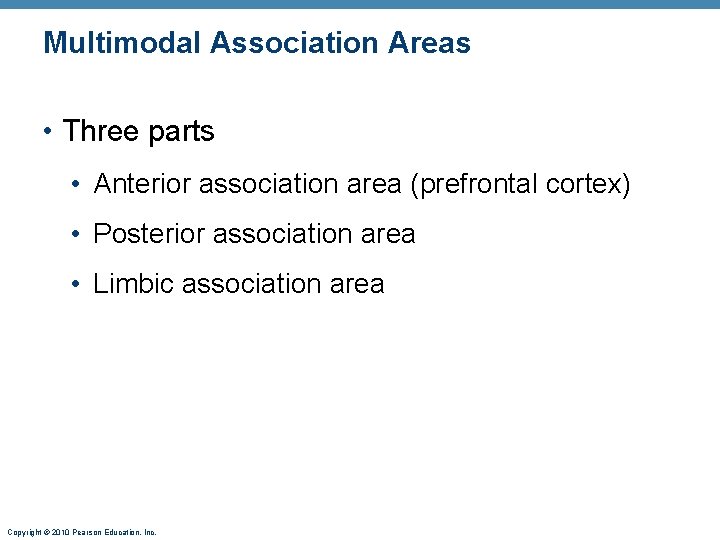 Multimodal Association Areas • Three parts • Anterior association area (prefrontal cortex) • Posterior