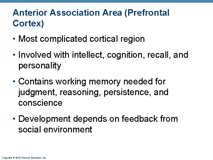 Anterior Association Area (Prefrontal Cortex) • Most complicated cortical region • Involved with intellect,