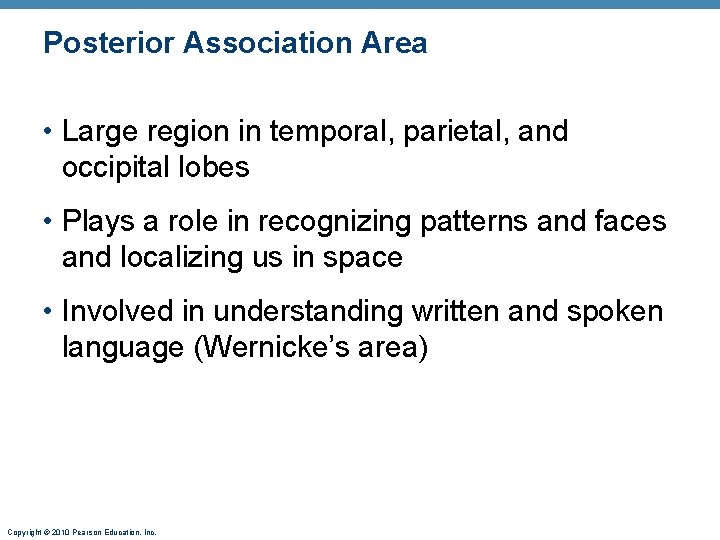 Posterior Association Area • Large region in temporal, parietal, and occipital lobes • Plays