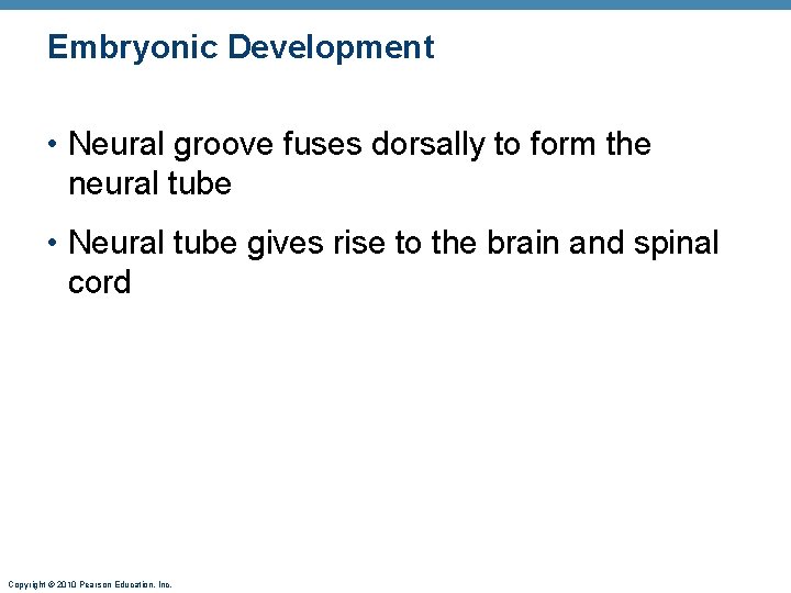 Embryonic Development • Neural groove fuses dorsally to form the neural tube • Neural