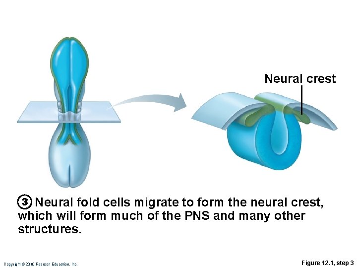 Neural crest 3 Neural fold cells migrate to form the neural crest, which will