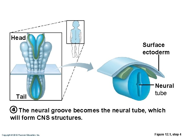 Head Surface ectoderm Tail Neural tube 4 The neural groove becomes the neural tube,