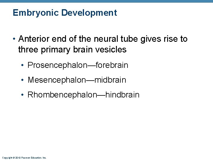 Embryonic Development • Anterior end of the neural tube gives rise to three primary