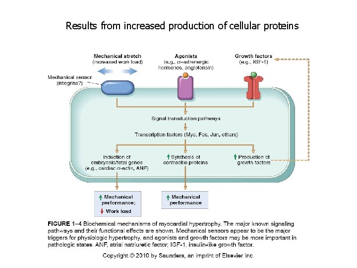 Results from increased production of cellular proteins 