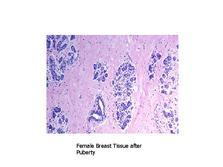 Female Breast Tissue after Puberty 