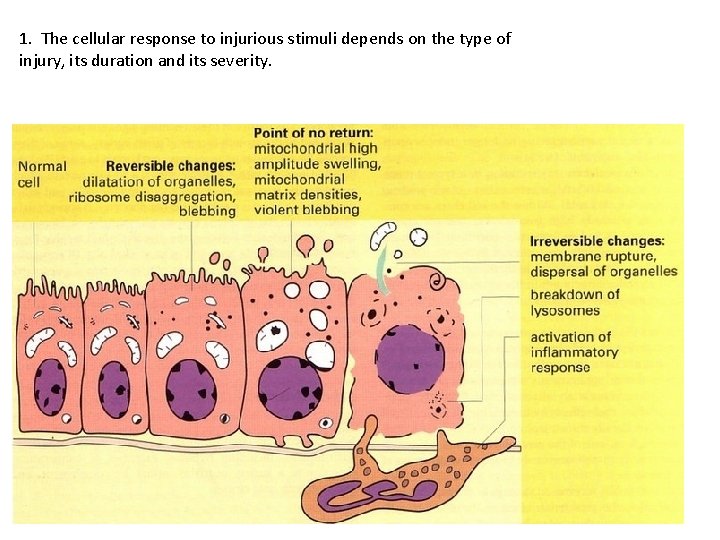 1. The cellular response to injurious stimuli depends on the type of injury, its
