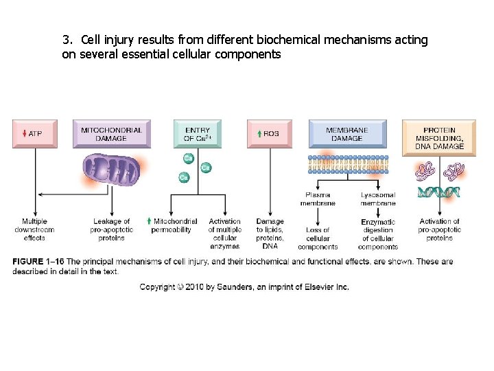 3. Cell injury results from different biochemical mechanisms acting on several essential cellular components