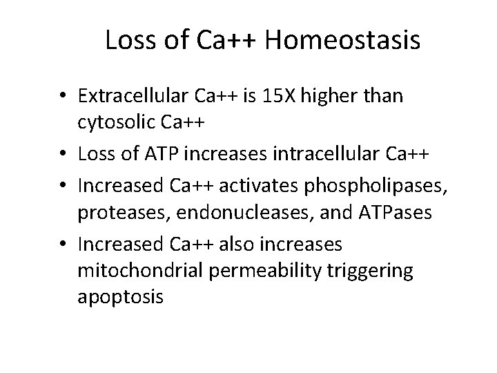 Loss of Ca++ Homeostasis • Extracellular Ca++ is 15 X higher than cytosolic Ca++