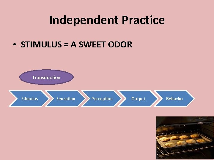 Independent Practice • STIMULUS = A SWEET ODOR Transduction Stimulus Sensation Perception Output Behavior