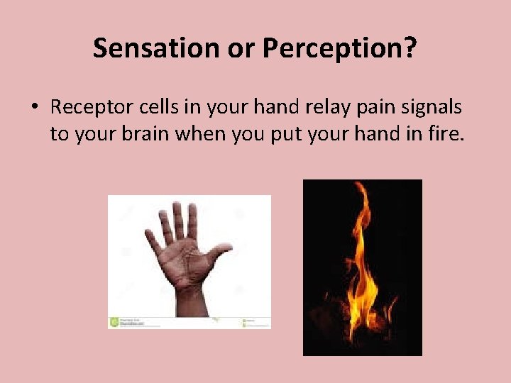 Sensation or Perception? • Receptor cells in your hand relay pain signals to your