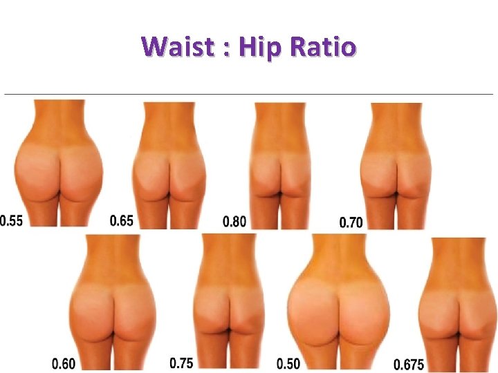 Waist : Hip Ratio 