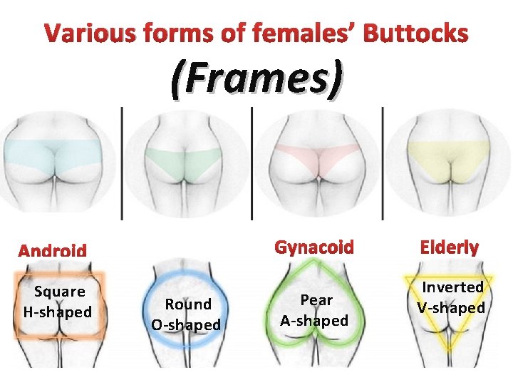 Various forms of females’ Buttocks (Frames) Gynacoid Android Square H-shaped Round O-shaped Pear A-shaped