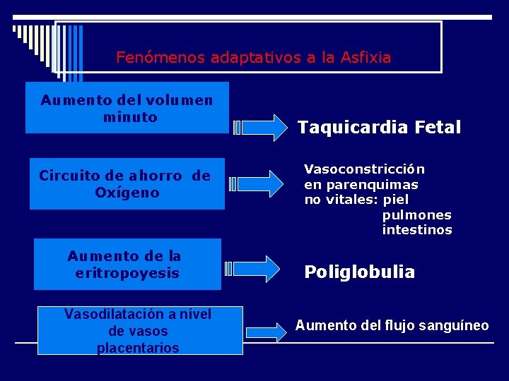 Fenómenos adaptativos a la Asfixia Aumento del volumen minuto Circuito de ahorro de Oxígeno