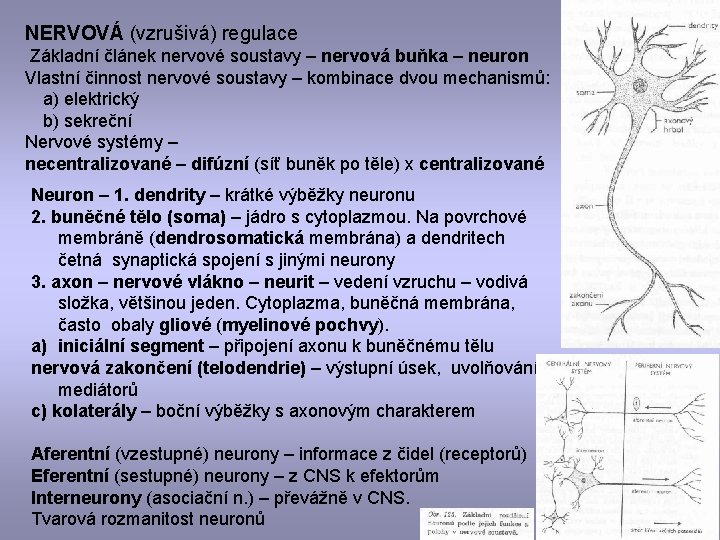 NERVOVÁ (vzrušivá) regulace Základní článek nervové soustavy – nervová buňka – neuron Vlastní činnost