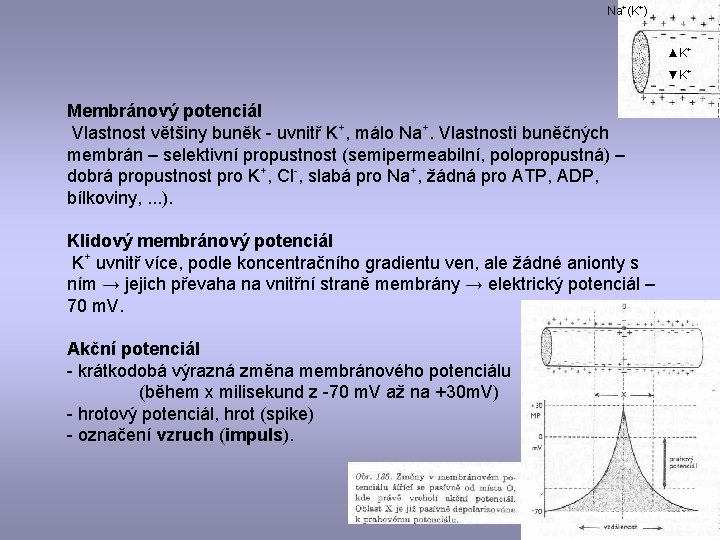 Na+(K+) ▲K+ ▼K+ Membránový potenciál Vlastnost většiny buněk - uvnitř K+, málo Na+. Vlastnosti