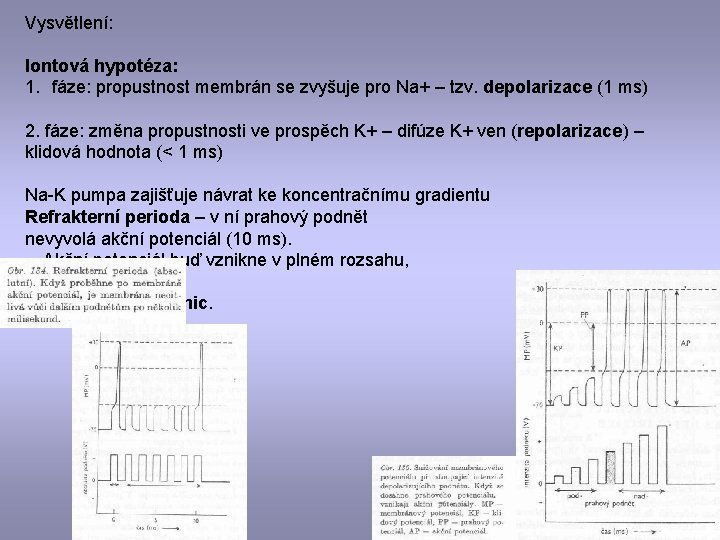 Vysvětlení: Iontová hypotéza: 1. fáze: propustnost membrán se zvyšuje pro Na+ – tzv. depolarizace