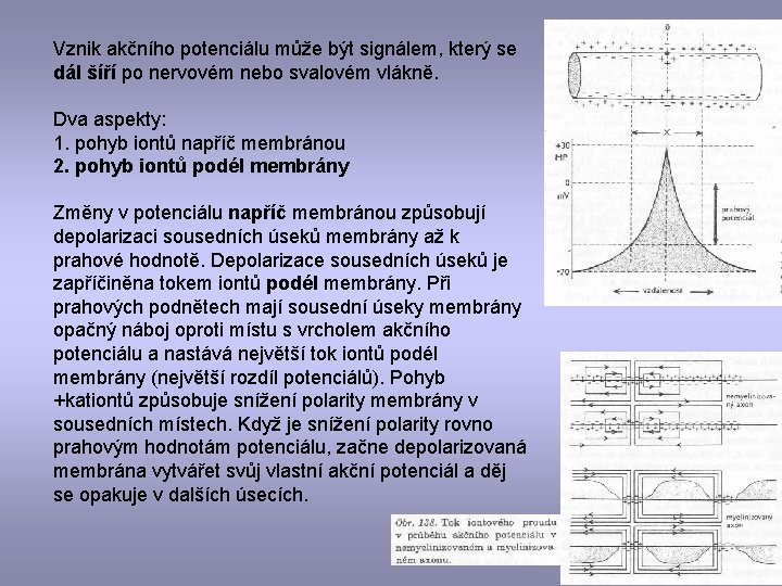 Vznik akčního potenciálu může být signálem, který se dál šíří po nervovém nebo svalovém