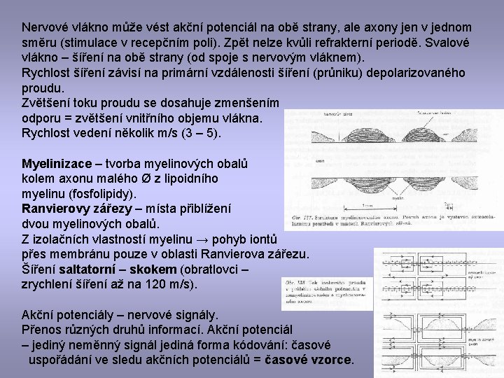 Nervové vlákno může vést akční potenciál na obě strany, ale axony jen v jednom
