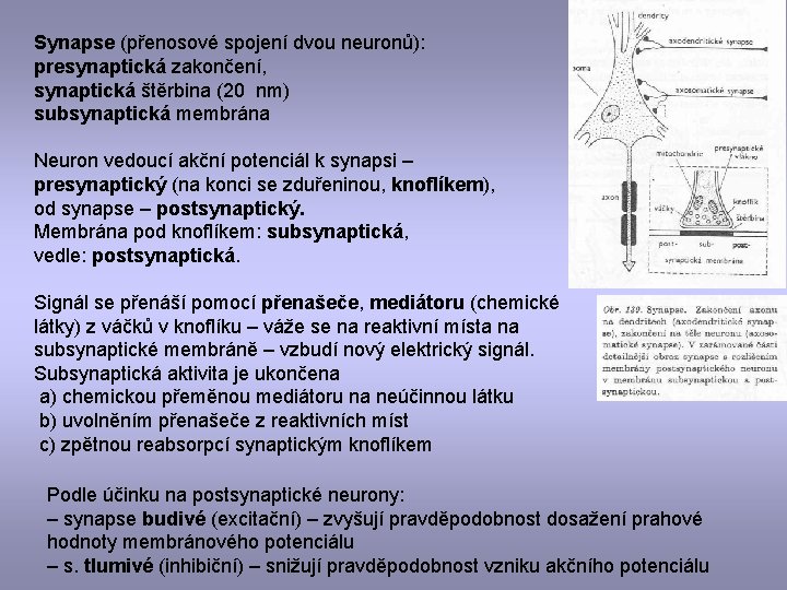 Synapse (přenosové spojení dvou neuronů): presynaptická zakončení, synaptická štěrbina (20 nm) subsynaptická membrána Neuron