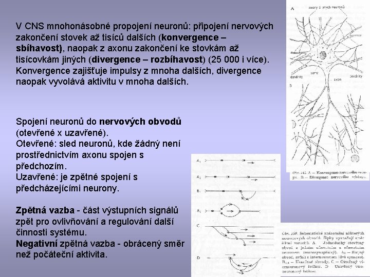 V CNS mnohonásobné propojení neuronů: připojení nervových zakončení stovek až tisíců dalších (konvergence –